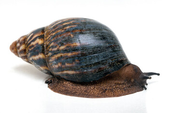 Archachatina marginata marginata Cameroon type 2